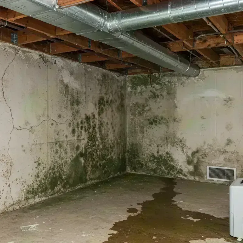 Professional Mold Removal in Advance, MO